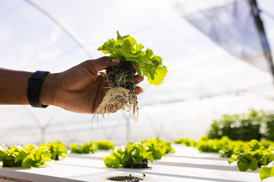 Hand holding hydroponic lettuce plant with roots in greenhouse farm