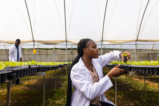Inspecting hydroponic plants in greenhouse, female farmer with male farmer working in background, co