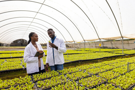 Inspecting hydroponic vegetables, farmers in greenhouse discussing growth, copy space