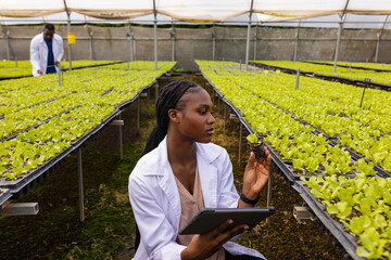 Female farmer with tablet examining hydroponic lettuce plants in greenhouse