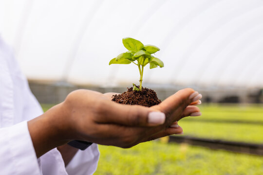 Showcasing hydroponic farming, farmer holding small plant in greenhouse