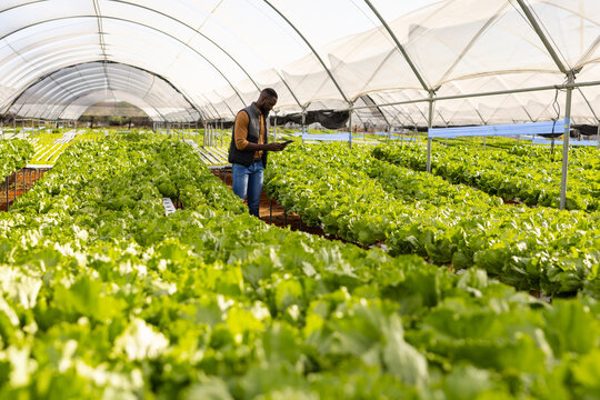 Using tablet, African American farmer managing hydroponic vegetable farm in greenhouse, copy space - Powered by Adobe