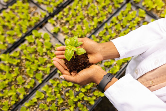 Holding seedling, farmer nurturing plant in hydroponic farm, wearing white coat