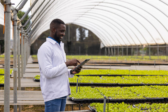 Farmer using tablet for managing hydroponic vegetable garden in greenhouse, copy space