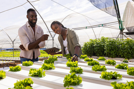 Inspecting hydroponic lettuce plants, farmers with tablet in greenhouse, copy space