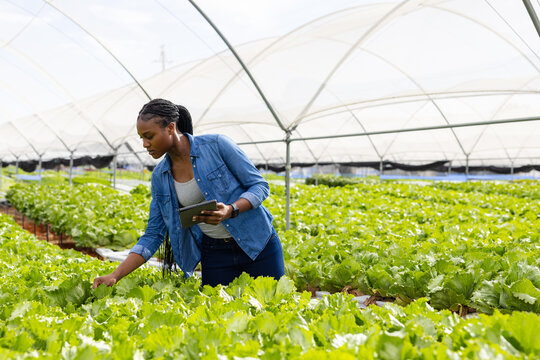 Female farmer with tablet inspecting organic hydroponic vegetables in greenhouse, copy space