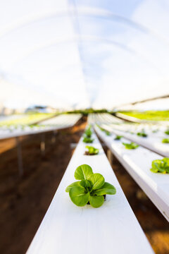 Hydroponic farm growing fresh green lettuce in modern greenhouse environment, copy space