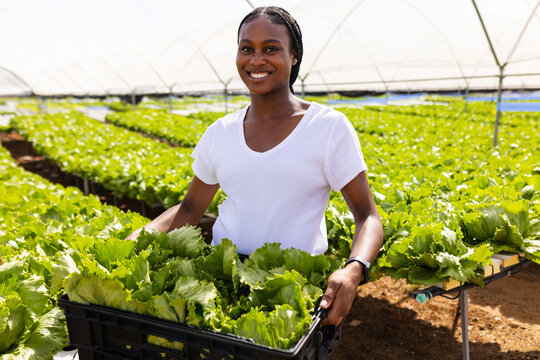 Smiling female farmer holding crate of fresh lettuce in hydroponic farm