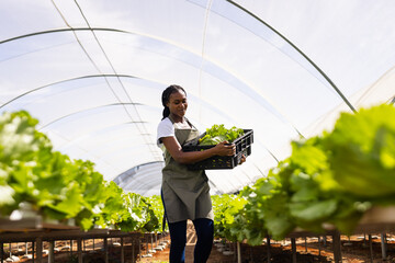 African American female farmer harvesting lettuce in hydroponic greenhouse, smiling