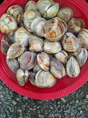 Close up of fresh clams in the red basket