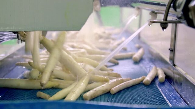 freshly harvested white asparagus being washed on a conveyor belt in an industrial facility, highlighting the cleaning and processing stage in agriculture.
