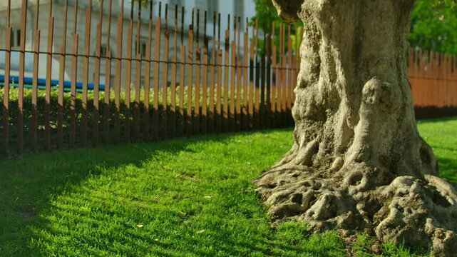 A tree with interesting roots in the roof park in Porto.