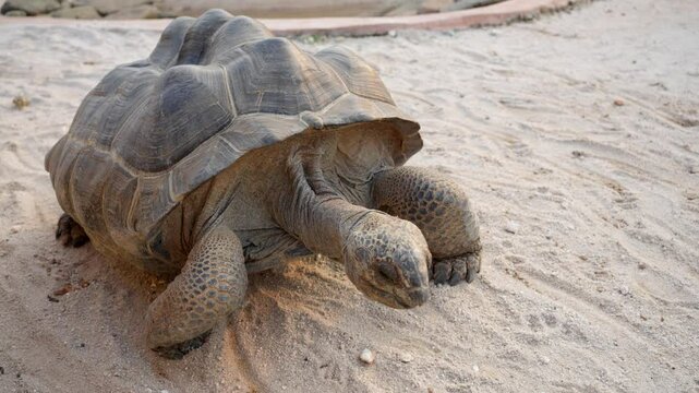 African spurred tortoise walking slowly on sandy ground during a sunny day