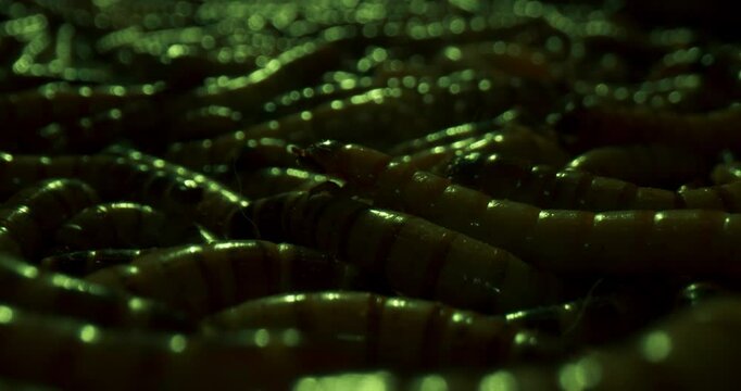 Swarm Live Superworms, Close-up Macro Shot 