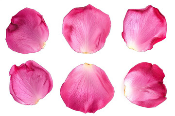 Set of pink rose petals isolated on transparent background cutout
