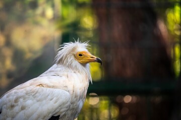 Close-up of an Egyptian vulture with a blurred natural background