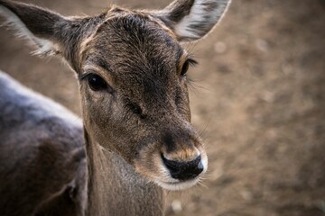 Close-up portrait of a young deer with soft brown fur and large dark eyes in a natural habitat