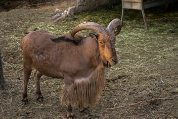 Obraz premium Barbary sheep standing on rocky grassy ground in a zoo enclosure staring at the camera