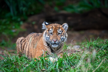 Tiger cub in the wild.  Wild cat in nature habitat