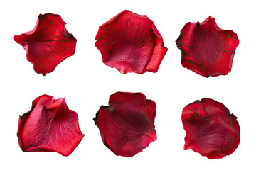 Set of red rose petals isolated on transparent background cutout