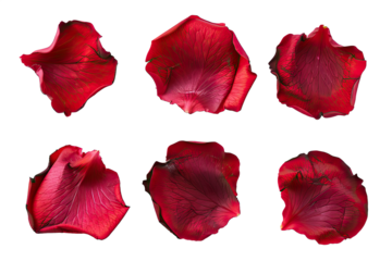 Set of red rose petals isolated on transparent background cutout
