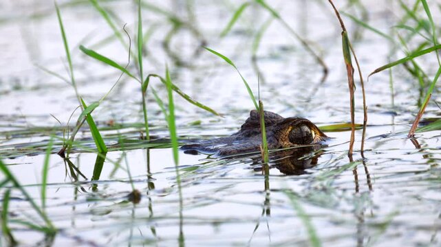 Jacare Caiman eyes sticking out of water in marsh in Barba Azul Nature Reserve, Bolivia