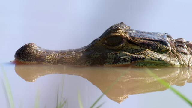 Jacare Caiman head close-up resting in water in Barba Azul Nature Reserve, Bolivia