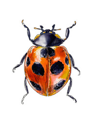 ナナホシテントウ/Coccinella septempuncutata Linnaeus,1758