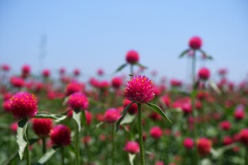 Pretty magenta flower (known as amaranth flower) with a bug on it and blue sky behind, beautiful flower background