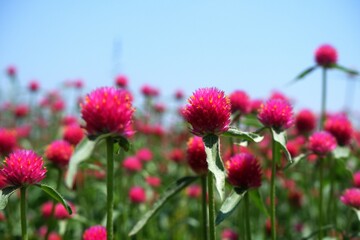 Close up of pretty magenta flower field (known as amaranth flower) with blue sky behind, beautiful flower background