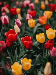 Fototapeta premium tulips flowers