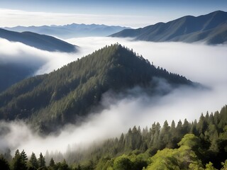 Awe-Inspiring High-Elevation Mist-Covered Forest