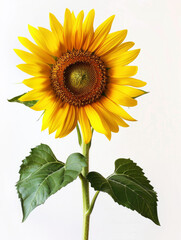 Obraz premium sunflower