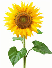 Fototapeta premium sunflower