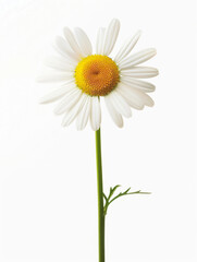 Fototapeta premium daisy flower