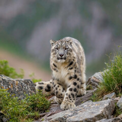 Naklejka premium a snow leopard stealthily moving into a rocky mountain habitat in summer season 