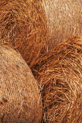 Rolled hay bales on dairy farm