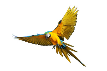 Colorful flying Blue and Gold Macaw parrot isolated on transparent background png file