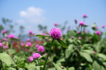 a focused single violet flower (known as Amaranth flower) among flower field in the garden, beautiful flower background