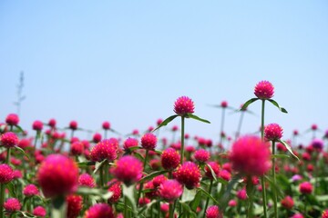 Landscape of beautiful flower field, magenta flower (known as amaranth flower) with clear blue sky