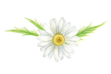 Summer field wild chamomile white flower (Matricaria chamomilla, kamilla, scented mayweed, whig plant, mother's daisy). Watercolor hand drawn painting illustration, isolated on white background.