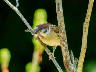 木の枝にとまるスズメの幼鳥