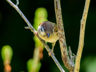 木の枝にとまるスズメの幼鳥