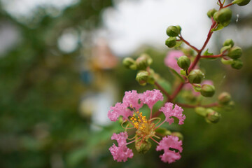 優美なピンクのサルスベリ