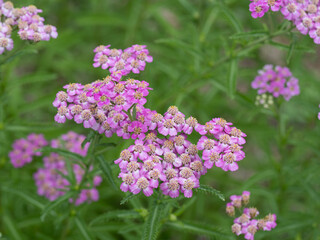 ピンクのセイヨウノコギリソウ