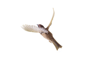 flying sparrow isolated on white background