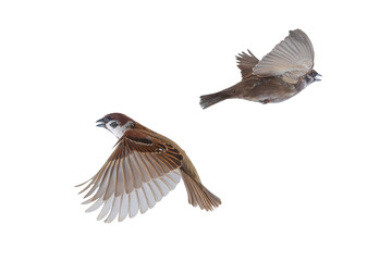 flying sparrows isolated on white background
