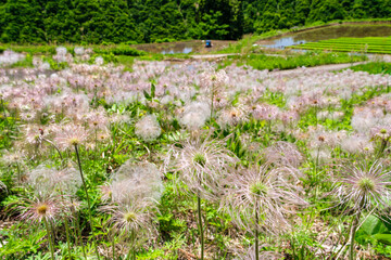 翁草とトラクター