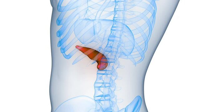 Human Internal Organ Pancreas Anatomy Animation Concept