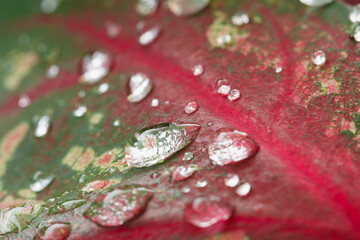 Water drops on leaf in nature background